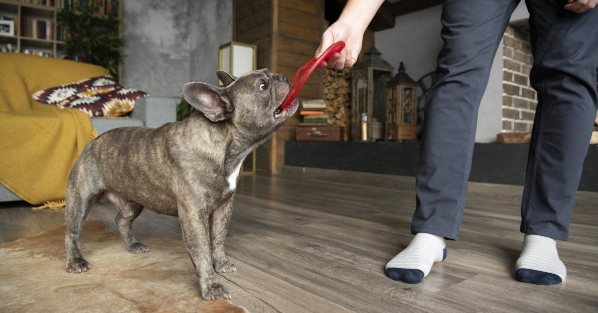 Can't Go Outside? Play These Indoor Dog Games Instead!